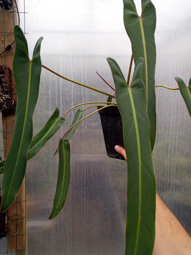 Philodendron Spir...