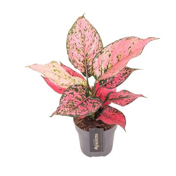 Aglaonema Spicy P...
