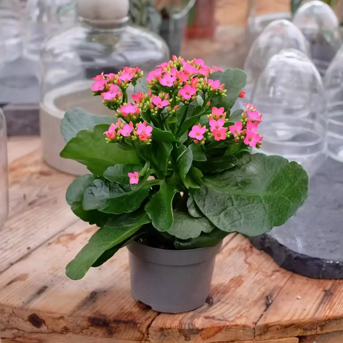 Kalanchoe - Flowering Plant - كالانشو – نبتة مزهرة