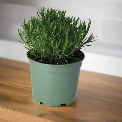 Organic Lavender Plant - Lavandula intermedia Vera - نبات لافندر