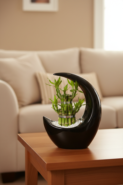 Lucky Bamboo Moonshape – Black Pot