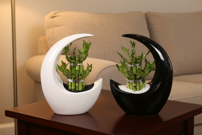 Lucky Bamboo Moonshape – Both Pots