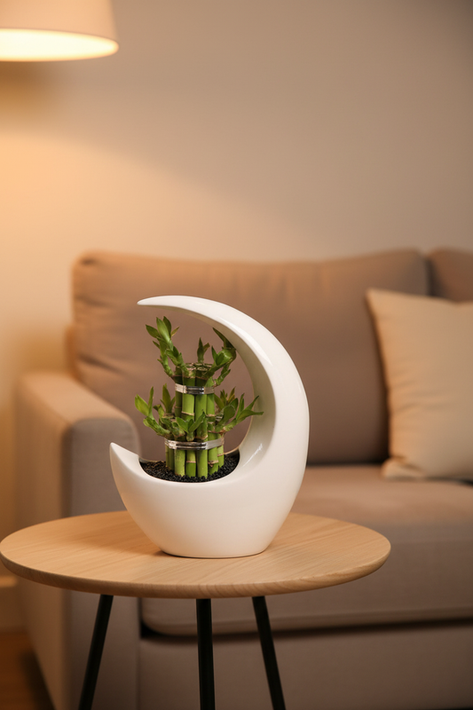 Lucky Bamboo Moonshape – White Pot