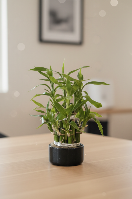 Lucky Bamboo White Pot Portrait