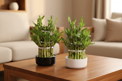 Lucky Bamboo Round Ceramic – Cozy Living Room Table