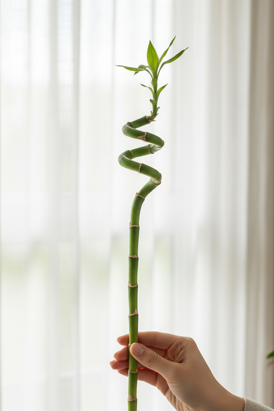 Lucky Bamboo Spiral Stem - Daylight