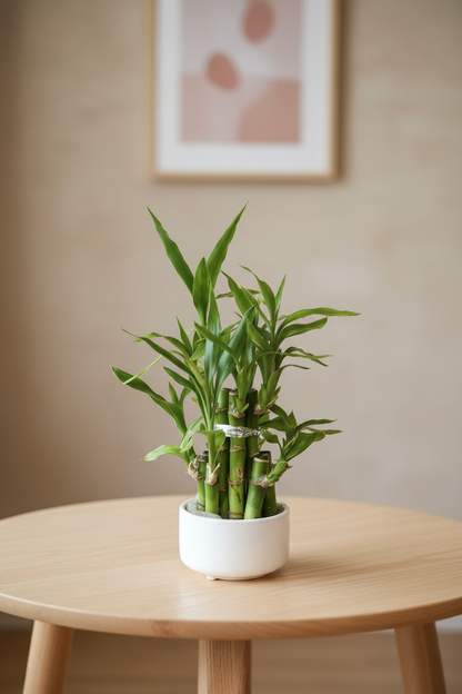Lucky Bamboo White Pot Portrait