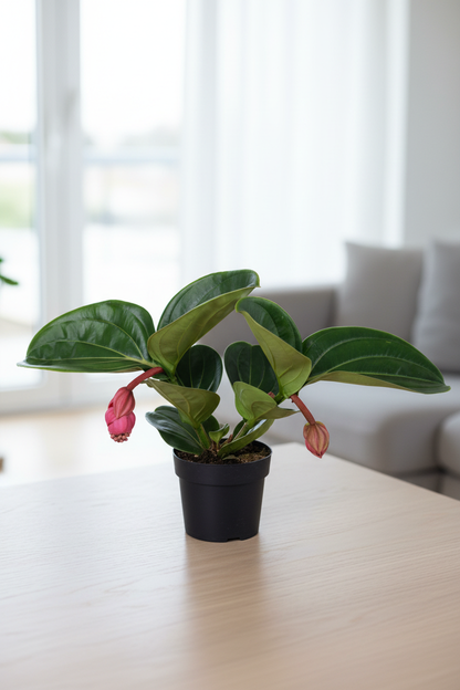 Medinilla lambada on a tabletop