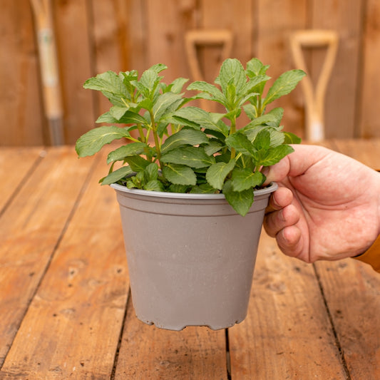 Organic PepperMint Plant - نبات النعناع