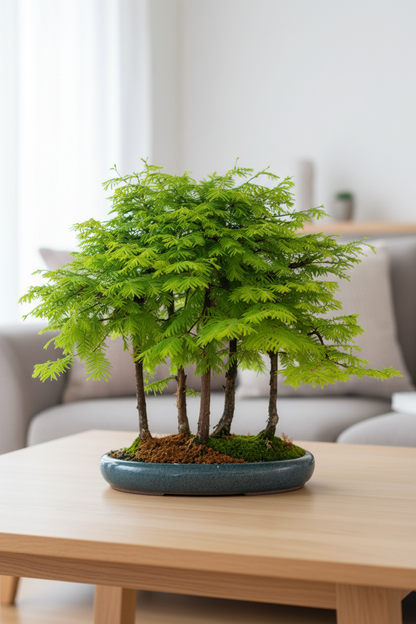 Metasequoia bonsai forest on a tabletop