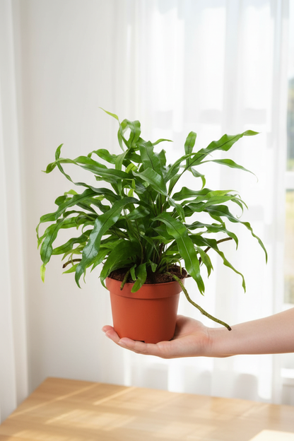 Microsorum Diversifolium — Hand Holding Bright Daylight