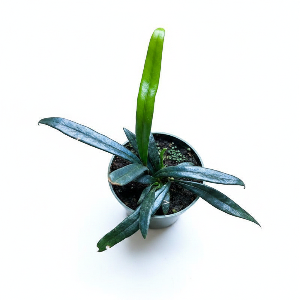Microsorum Thailandicum - Top View
