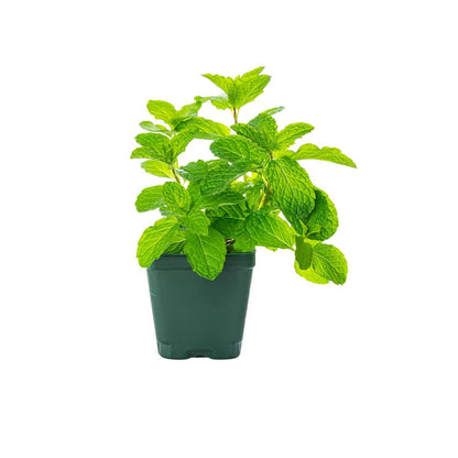 Organic Spear Mint Plant - نبات النعناع