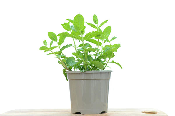 Organic Maroccan Mint Plant - نبات النعناع المغربي