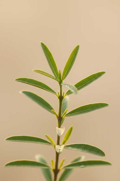 Miswak Plant - Leaf Macro HD