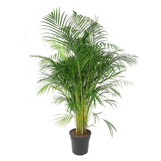 Dypsis lutescens - Areca Palm - 150cm - نبات داخلي