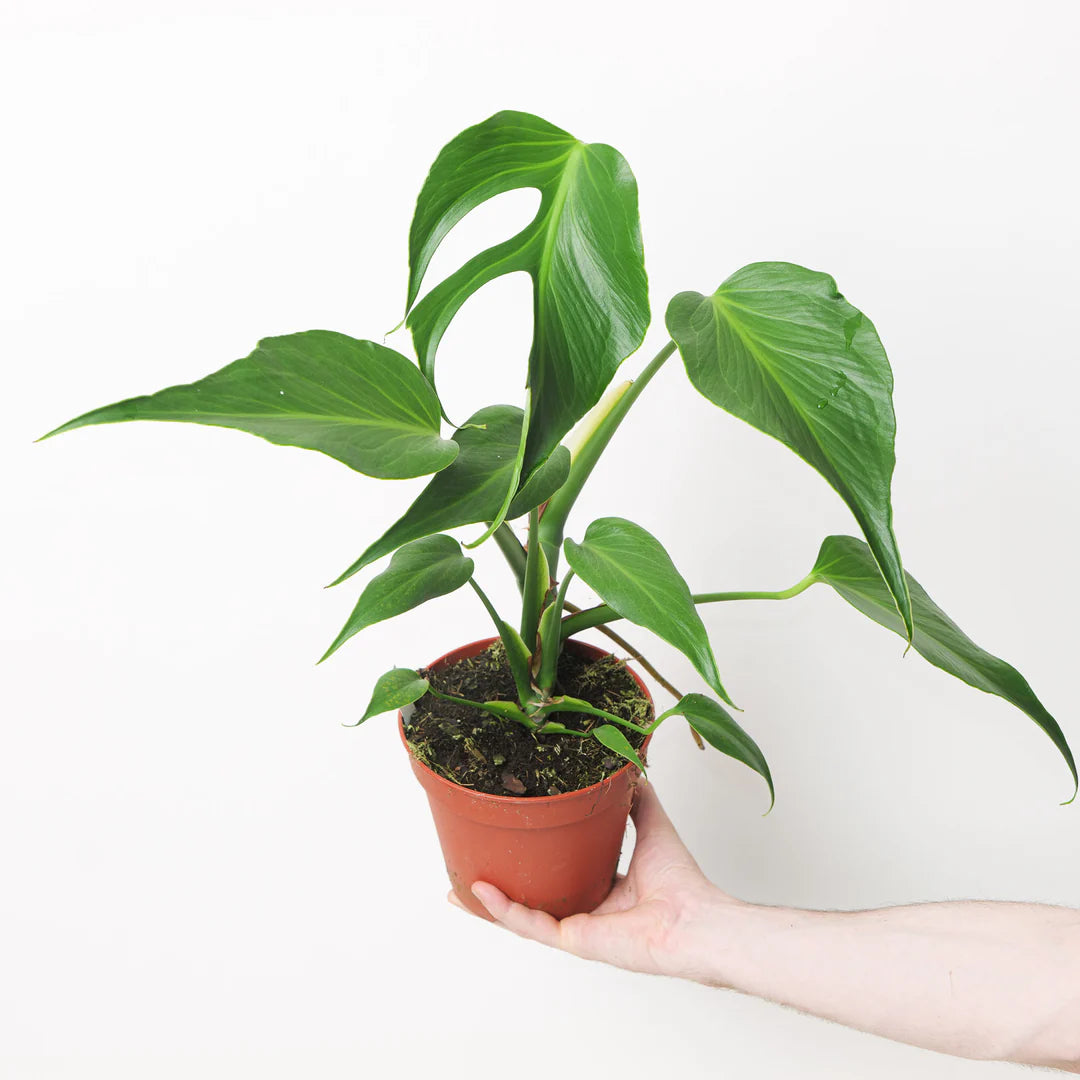 Monstera Burle Ma...