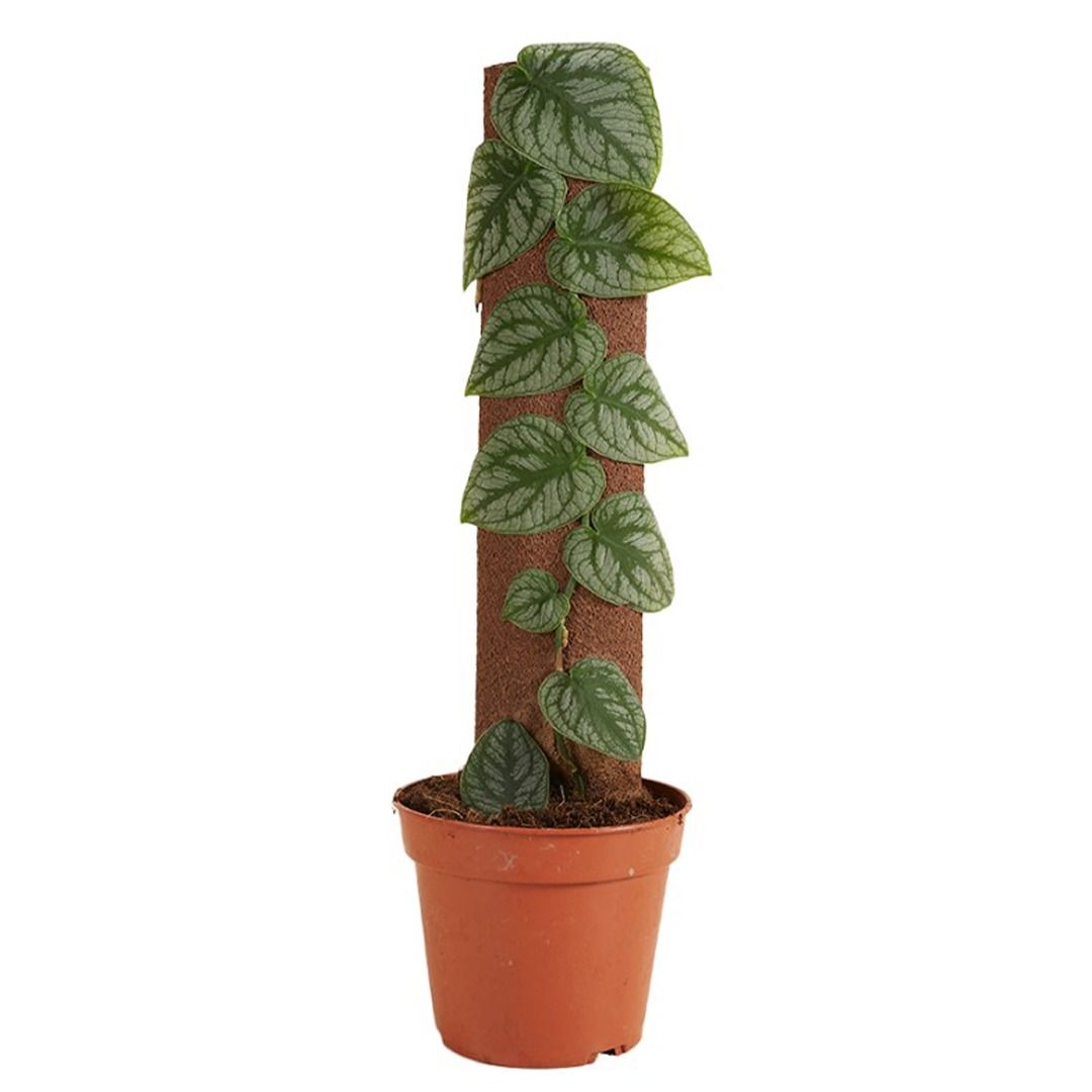 Monstera Dubia on...