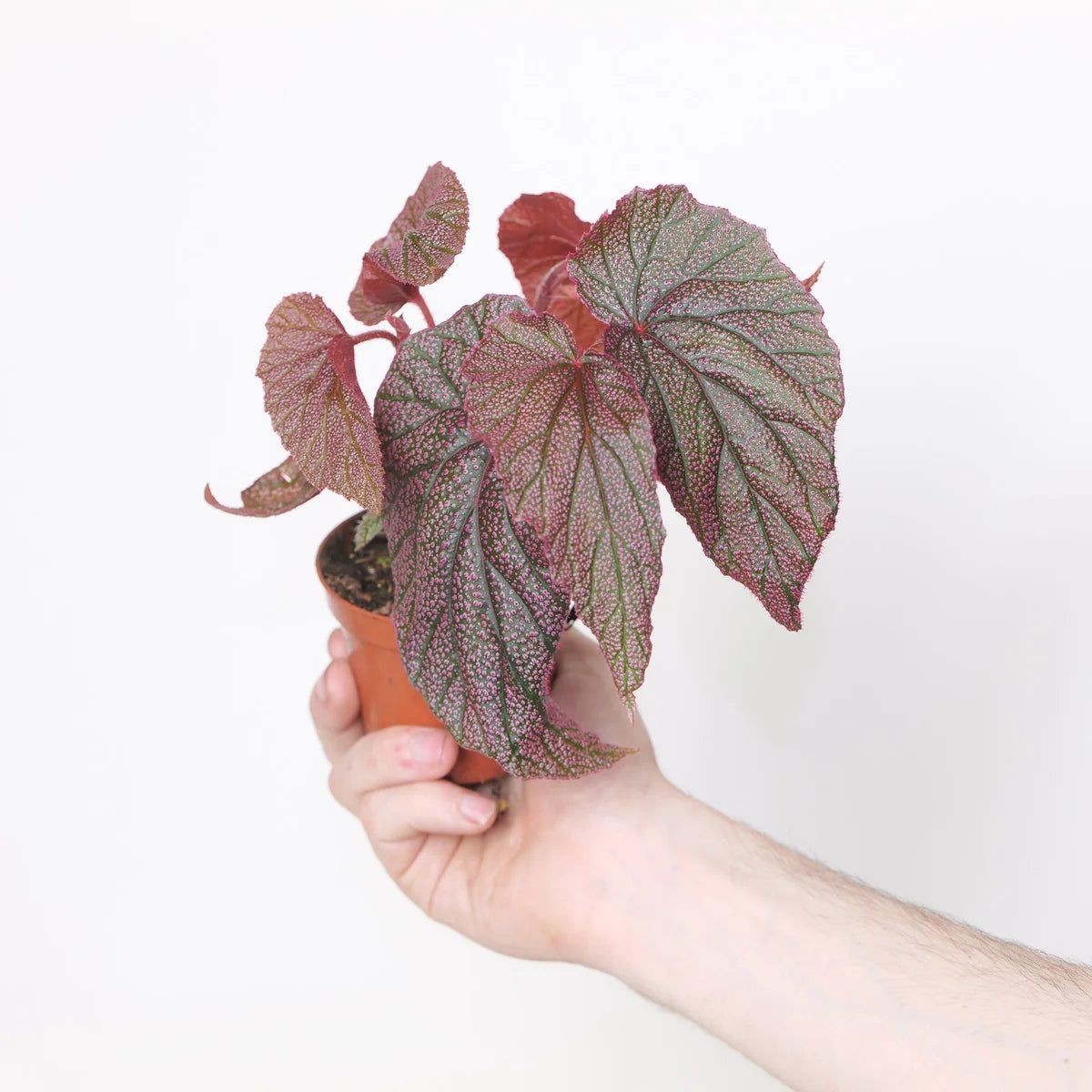 Begonia Morris - ...