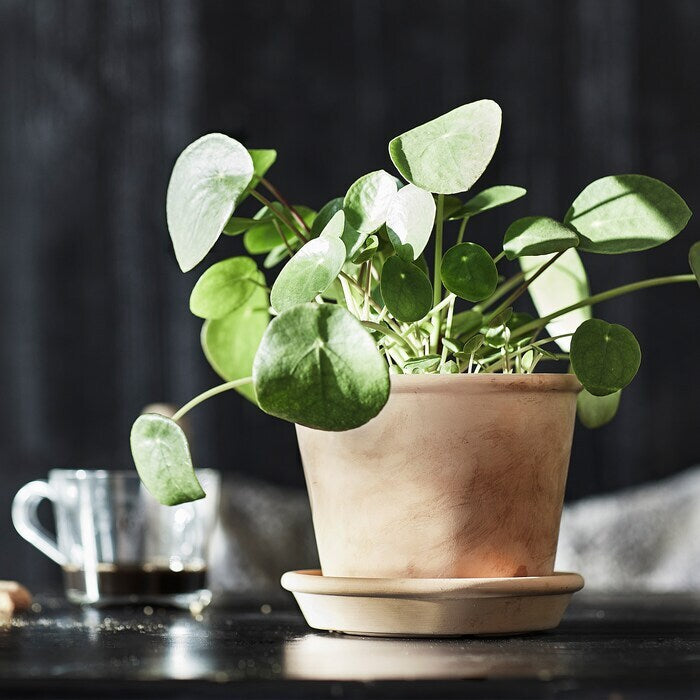 Terracotta Pot - Planter