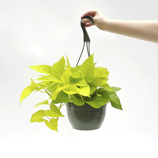 Epipremnum Pinnatum - Golden Pothos -  Hanging Pot - Indoor House Plant -Neon Pothos - نبات داخلي (Copy)