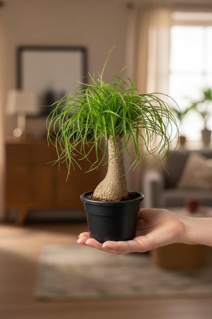 Nolina Recurvata – Lady Holding