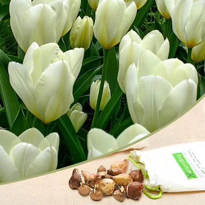 Tulip Purissima - Flower Bulb - توليب بورياسيما