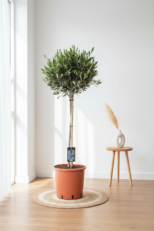 Olive Tree Lifestyle Setup