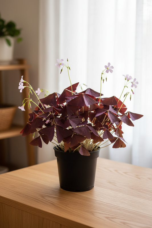 Oxalis Ikigai Mijke — Cozy Window Setup