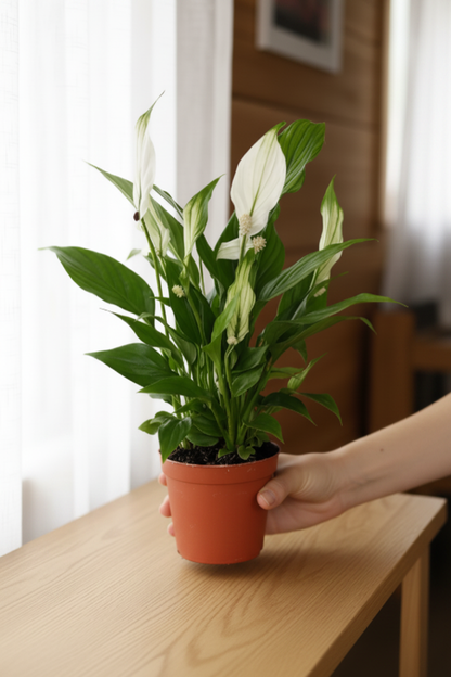 Peace Lily 30cm — Hand Holding