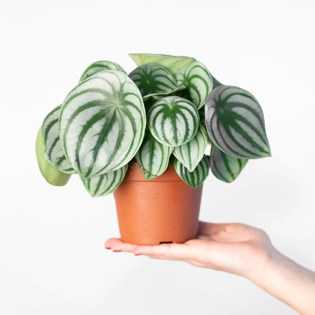 Peperomia Argyreia - Watermelon Peperomia - Indoor House Plant