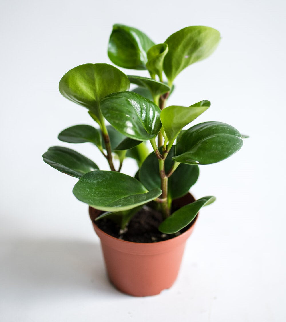 Peperomia Obtusif...