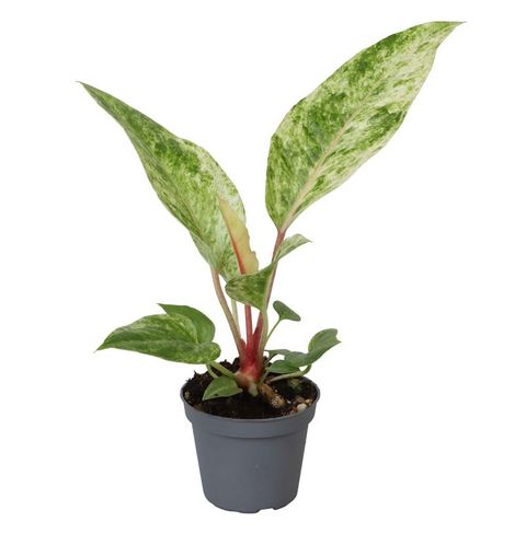 anthurium renaissance Anthurium Renaissance - Indoor House Plant