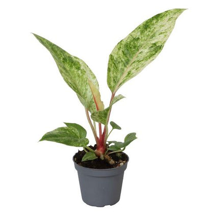 Anthurium Renaissance Variegata - Rare Indoor House Plant - نبات داخلي
