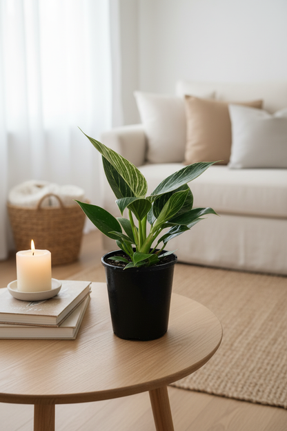 Philodendron Birkin – Cozy Living Room Lifestyle