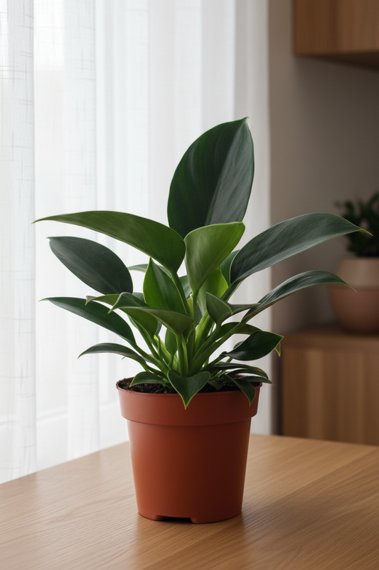 Philodendron Green Princess — 45° Side Angle Cozy Window