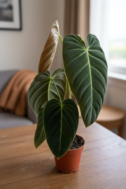 Philodendron Melanochrysum – Table Top