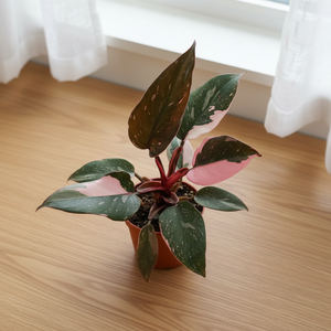 Philodendron Pink Princess Marble — Top View