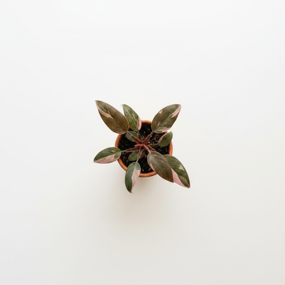 Philodendron Pink Princess – Top View
