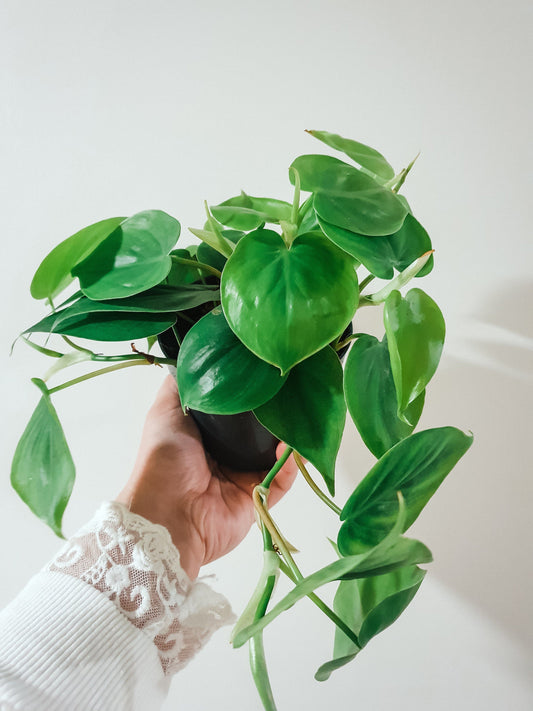 Philodendron Scandens - Indoor House Plant - نبات داخلي