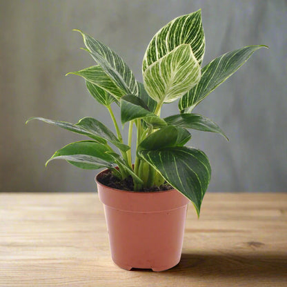 white veins philodendron Philodendron White Veins - Rare Indoor House Plant