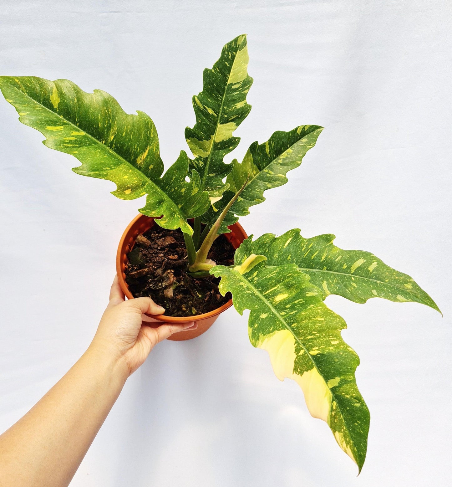 Philodendron Narrow Ring of Fire showcasing its serrated, variegated leaves in a stylish indoor setting.