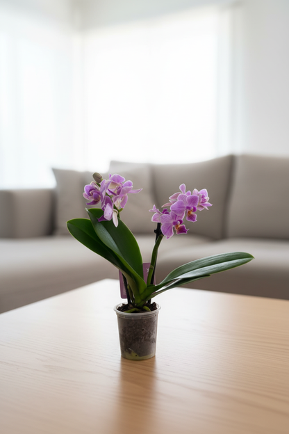 Pink mini orchid on a tabletop