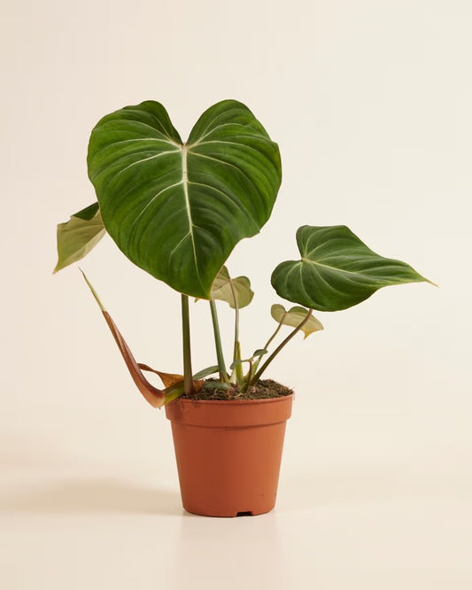Philodendron Gloriosum - Rare Indoor House Plant - نبات داخلي