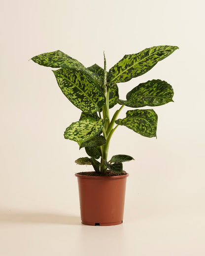 Dieffenbachia Reflector - Dumb Cane - Indoor House Plant - نبات داخلي