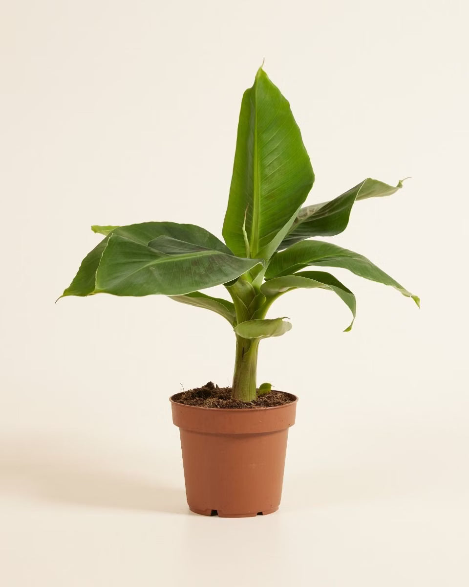 Banana Plant - نب...