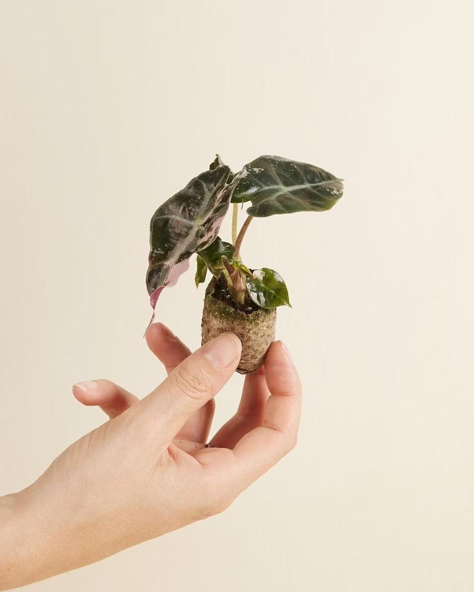 Alocasia Polly Pink Variegata - Rare Indoor House Plant - نبات داخلي