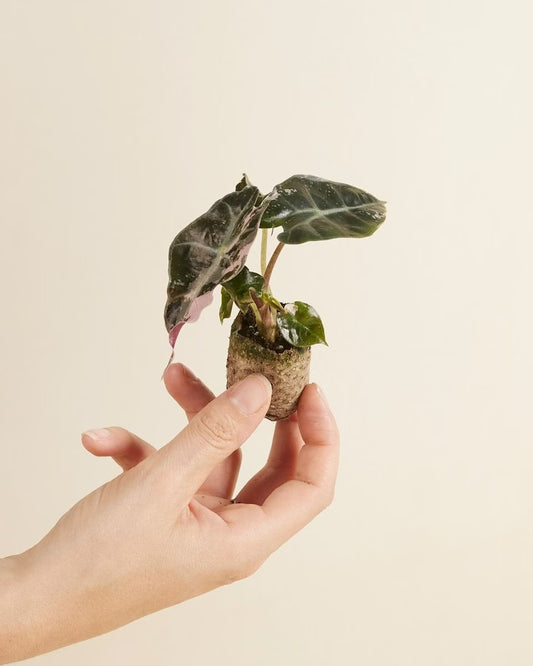 Alocasia Polly Pink Variegata - Rare Indoor House Plant - نبات داخلي