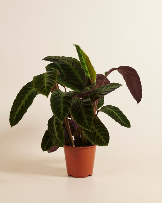 Calathea Warscewiczii - Indoor House Plant - نبات داخلي