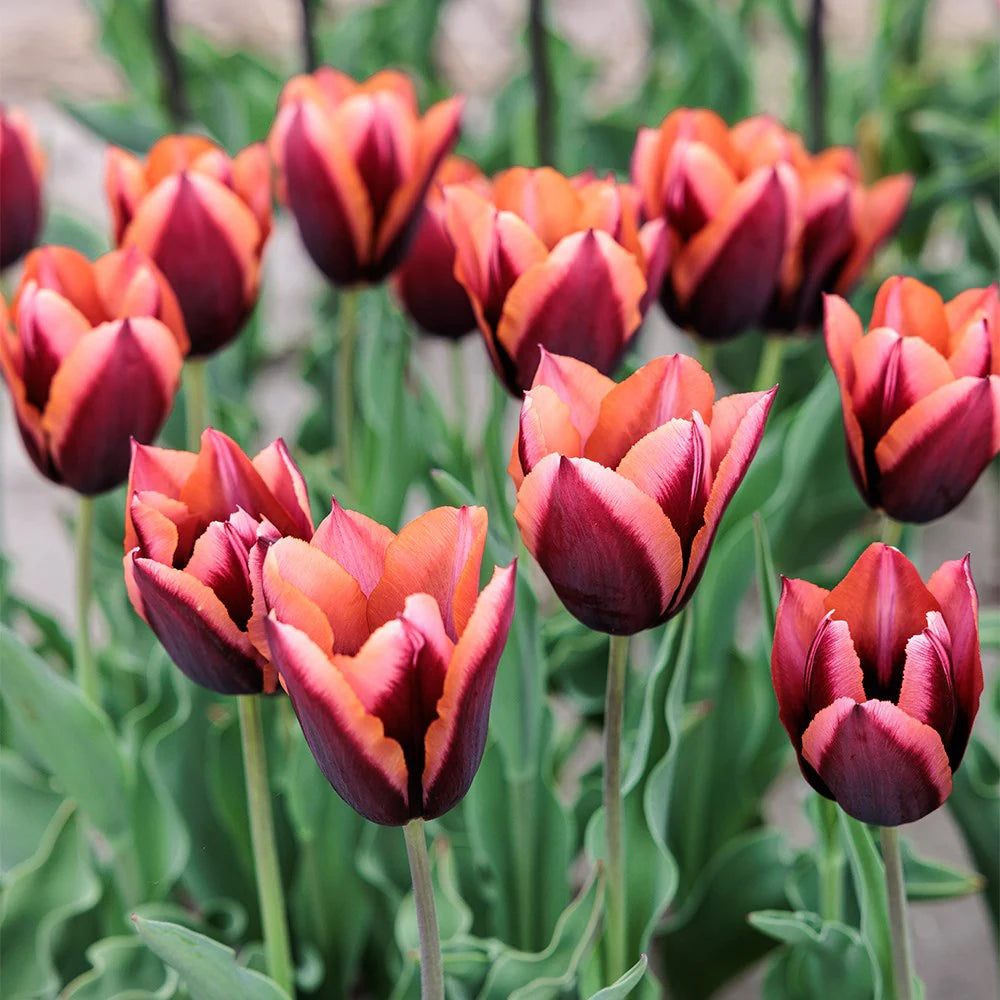 Tulip Triumph Muv...
